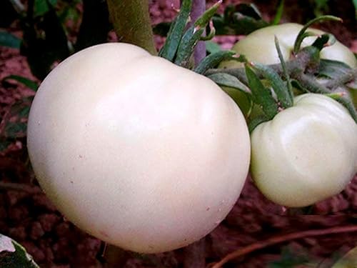 Miniatura 2 de Semillas gigantes de tomate blanco grandes semillas blancas para plantar huerto único alrededor de 20 semillas