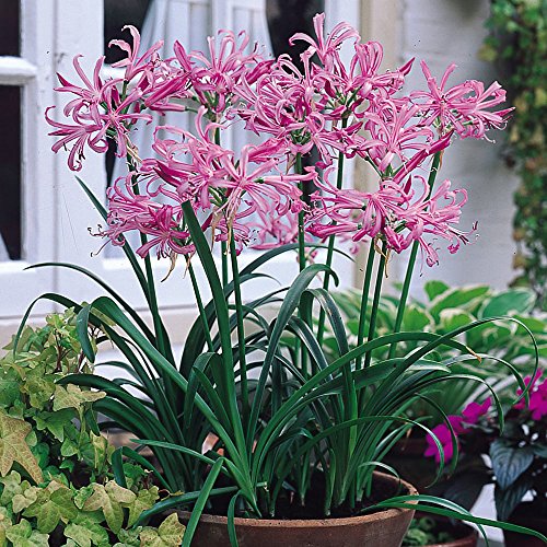 Nerine Lily ( 2 Plants) Guernsey Lily, Jersey Lily, Spider Lily
