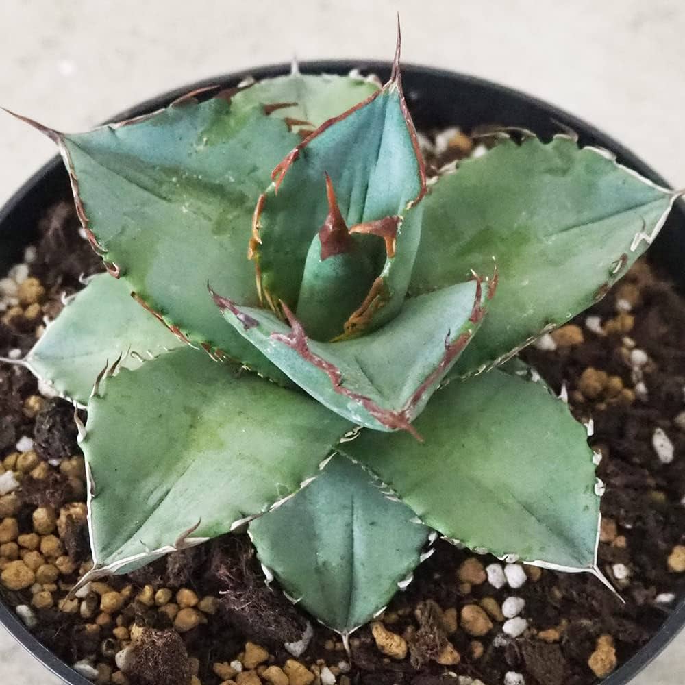 Amazon.co.jp: アガベ・ホワイトアイス 5号鉢【品種で選べる多肉植物/1