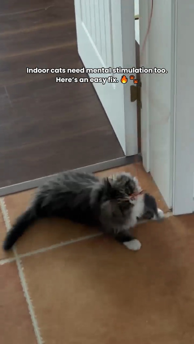 Interactive Cat Toys for Indoor Cats: Automatic Flying Bird Feather Wand Chase Exercise Enrichment Stimulation, USB Rechargeable Durable Safe Hanging Toy for Bored Kittens Adult Multi Cat Households - image 8