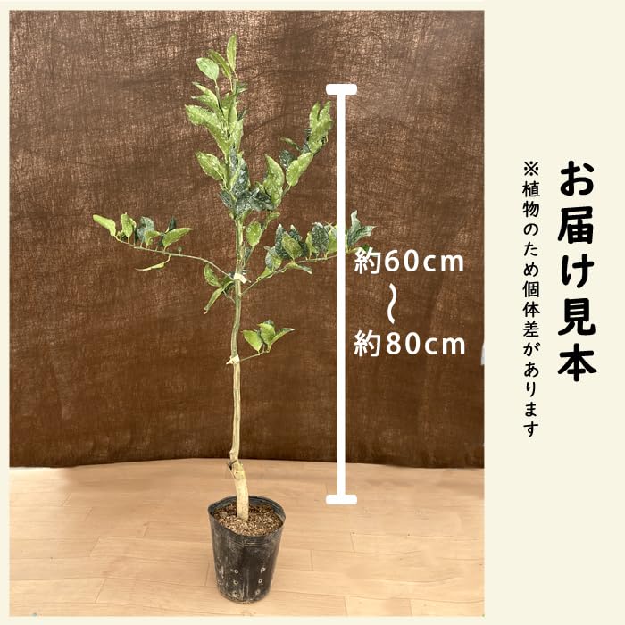 Amazon.co.jp: ゆず 苗木 花柚子 とげなし 一才柚子 柚子 15cmポット