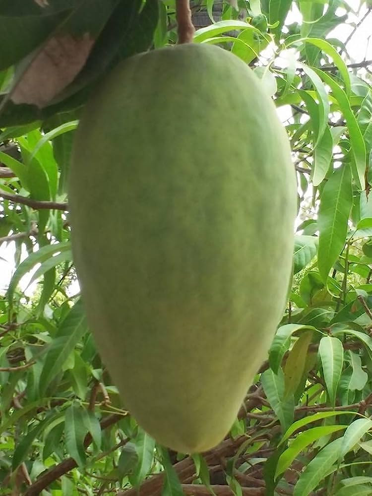 GreenWorld Special Big Size Noorjahan Mango Plant (GRAFTED) Healthy Plant,King Of Mango Fruit After 1 Year (B0CBSB52XR) Amazon Price History, Amazon Price Tracker