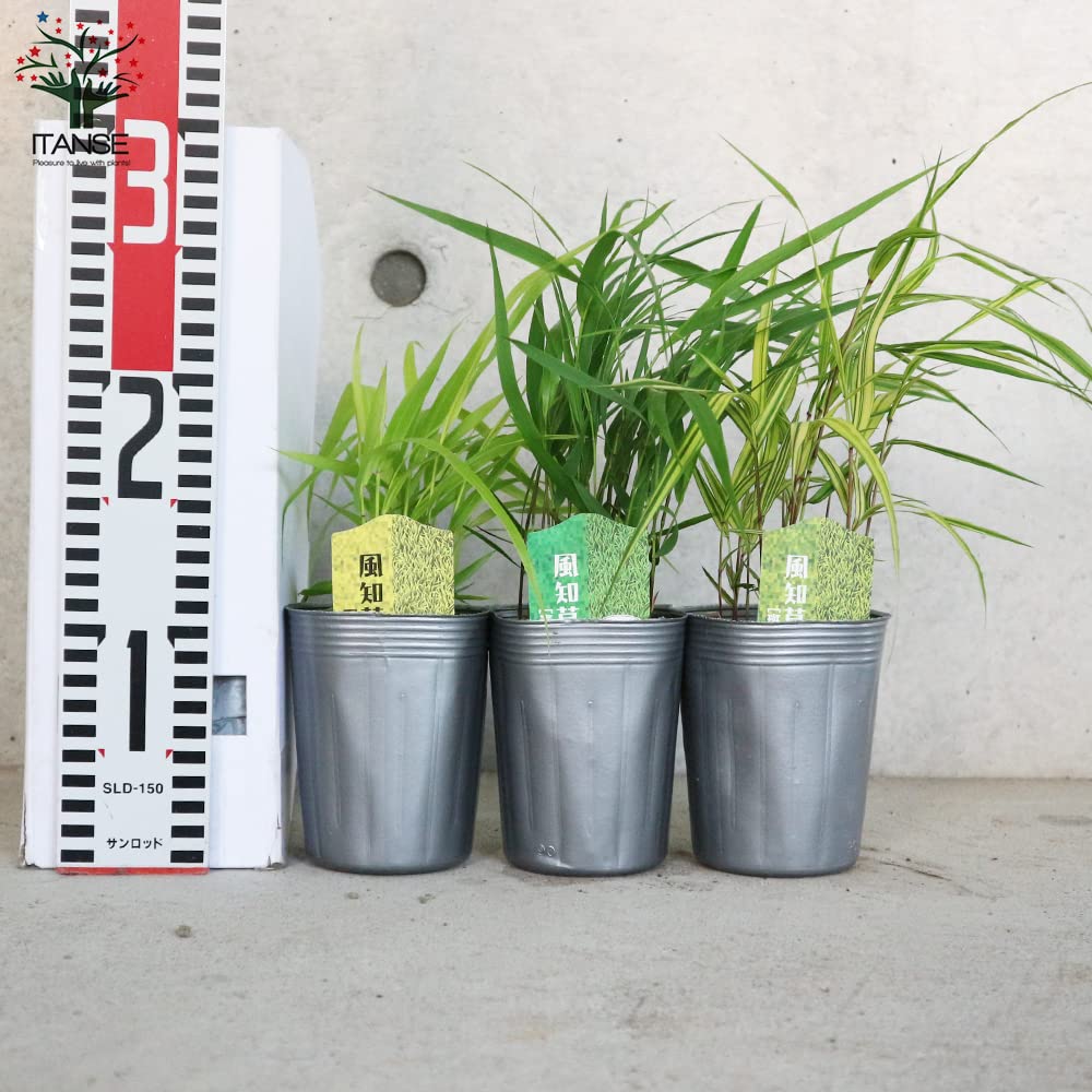 特大良品風知草❗フウチソウ36号鉢1鉢 特大良品風知草❗フウチソウ36号鉢1鉢 特大良品風知草