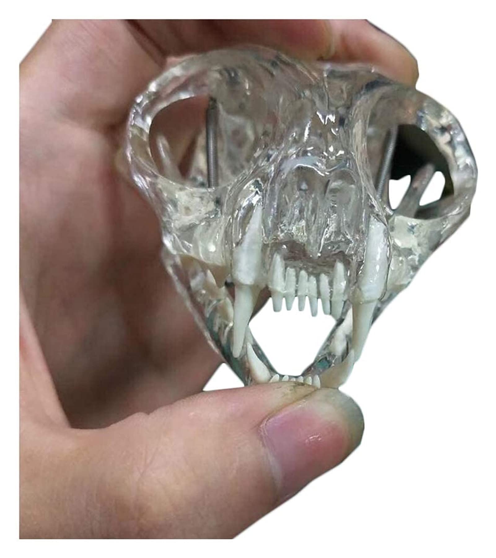 ERNZI Modello Educativo, Teschio di Gatto di Cristallo, Modello Anatomico della Testa del Gatto, Modello Anatomico del Negozio di Animali Domestici, Decorazioni, Modello Medico, Ausili Didattici