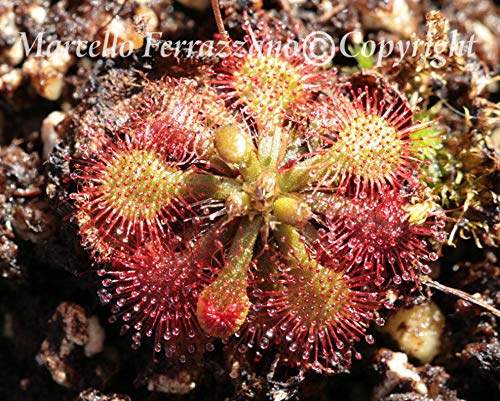 ScoutSeed Drosera spatulata (30 semi/semillas)