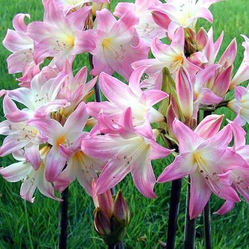 ベラドンナリリー ピンクシェード 大玉 球根 5球 Amaryllis belladonna 'Pink Shade' 夏植え球根 アマリリスベラドンナ ホンアマリリス はなみどりのサムネイル