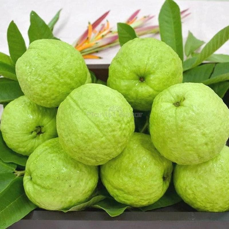 Guava Grafted Live Plant - Sweet Seedless Jamrukh Amrud Live Apple Guava (1 Healthy Plant Height- 2feet) (B0CXY9RPYW) Amazon Price History, Amazon Price Tracker
