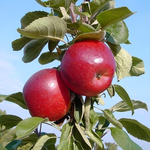 Säulenapfel Skyline Scooter sehr schmackhafte süße Sorte Apfel ca. 150-170 cm 7,5 Liter Topfballen