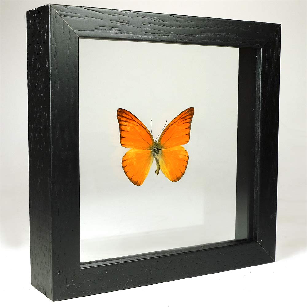 Papillon de taxidermie Appias Nero sous verre, le cadeau idéal pour collectionneur