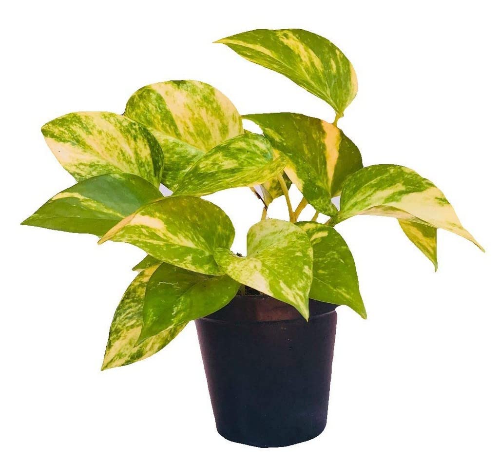 Creative Farmer Table Plant Gold King Green Marble Moneyplant, 10 Cm Pot Soft Indoor (Exotic Live Healthy Plant)
