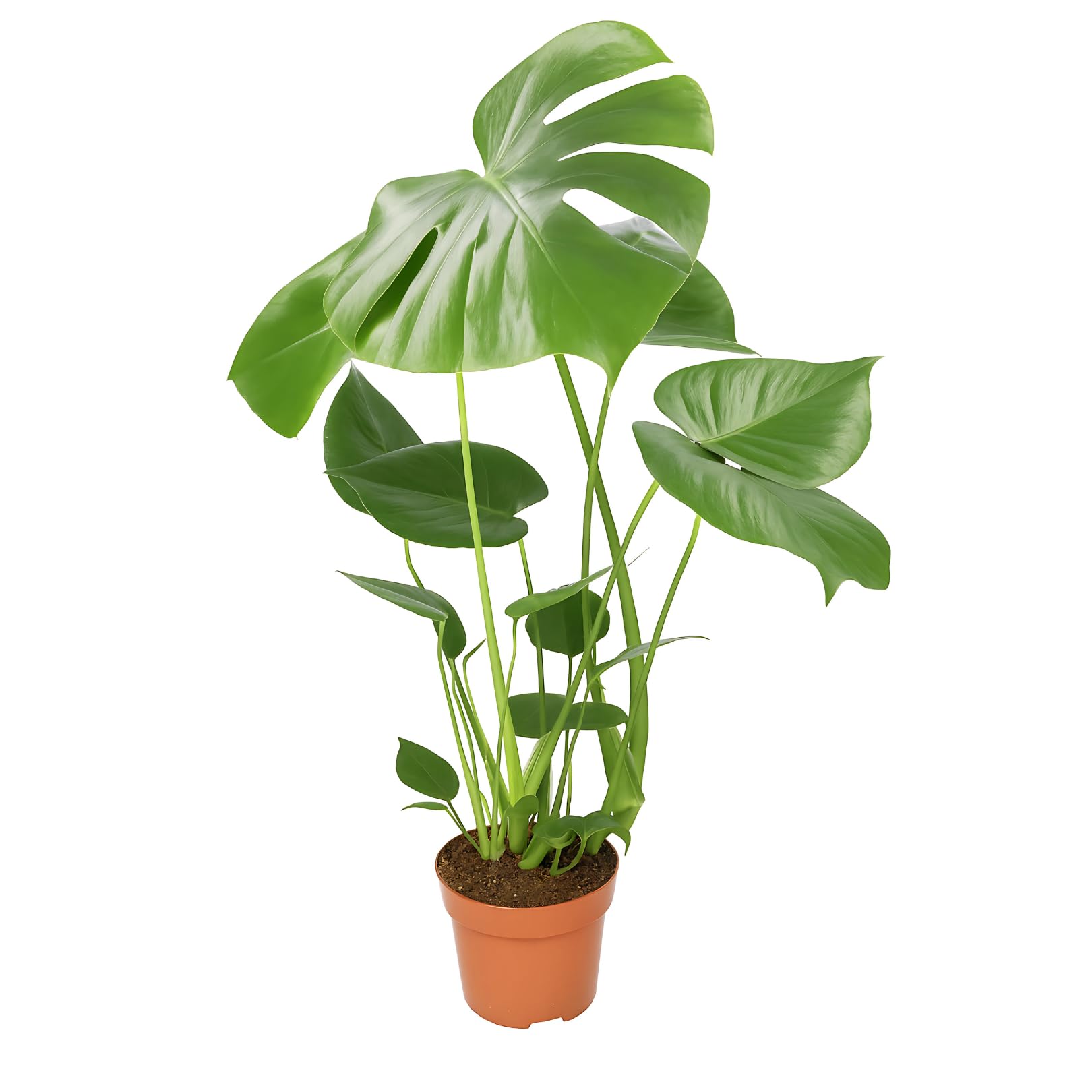 Juego de 4 plantas purificadoras de aire Monstera & Dieffenbachia & Spathiphyllum & Areca, 40-45 cm, diámetro de 12 – 15 cm maceta, plantas para casa y oficina, calidad profesional, envío rápido de — view 11