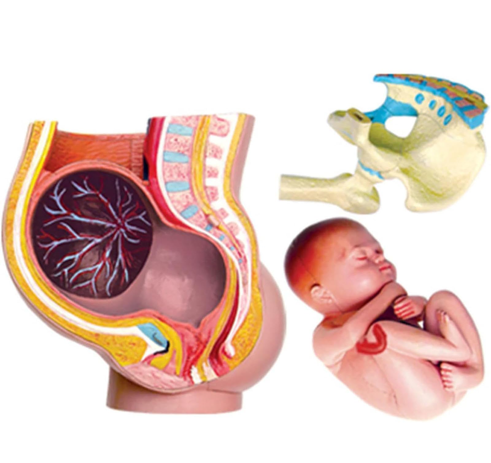 人体模型 解剖モデル 女性骨盤胎児モデル妊娠 9 ヶ月胎児 【公式通販】