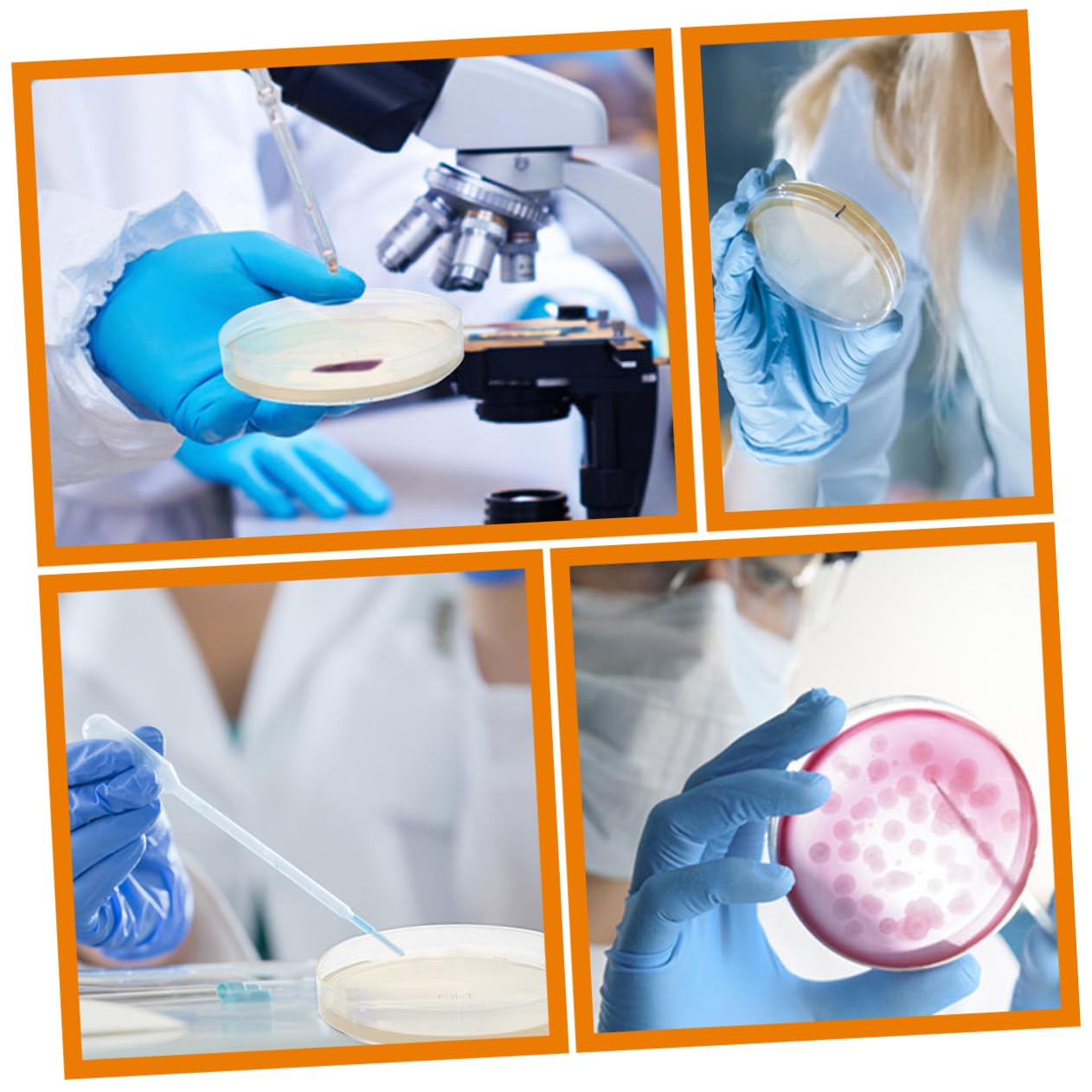 20 Pz Piastra Di Agar Nutriente Piastre Di Petri Con Agar Piastre Di Agar Per Esperimenti Piastra Di Petri Piastre Di Agar Petri Piatti Di Agar Ai 7c Ordinario Attrezzatura