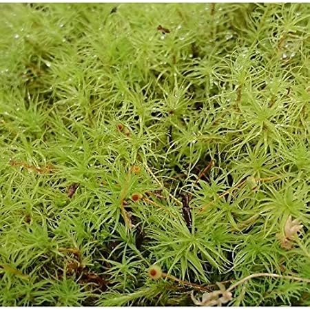 Amazon Co Jp 女子に ふわふわ真ん丸サクが可愛いタマゴケ コケリウム テラリウムでもsns映え 天然採れたて 金曜締切 土日採取 月曜日発送 ペット用品