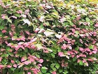 35 Variegated Arctic Beauty Kiwi Fruit Edible Actinidia Kolomikta Vine Seeds Easy to Grow, Plant, Seasons, Meaningful Gift.
