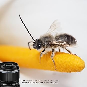 Amazon.com : Olympus M. Zuiko Digital ED 30mm F3.5 Macro Lens