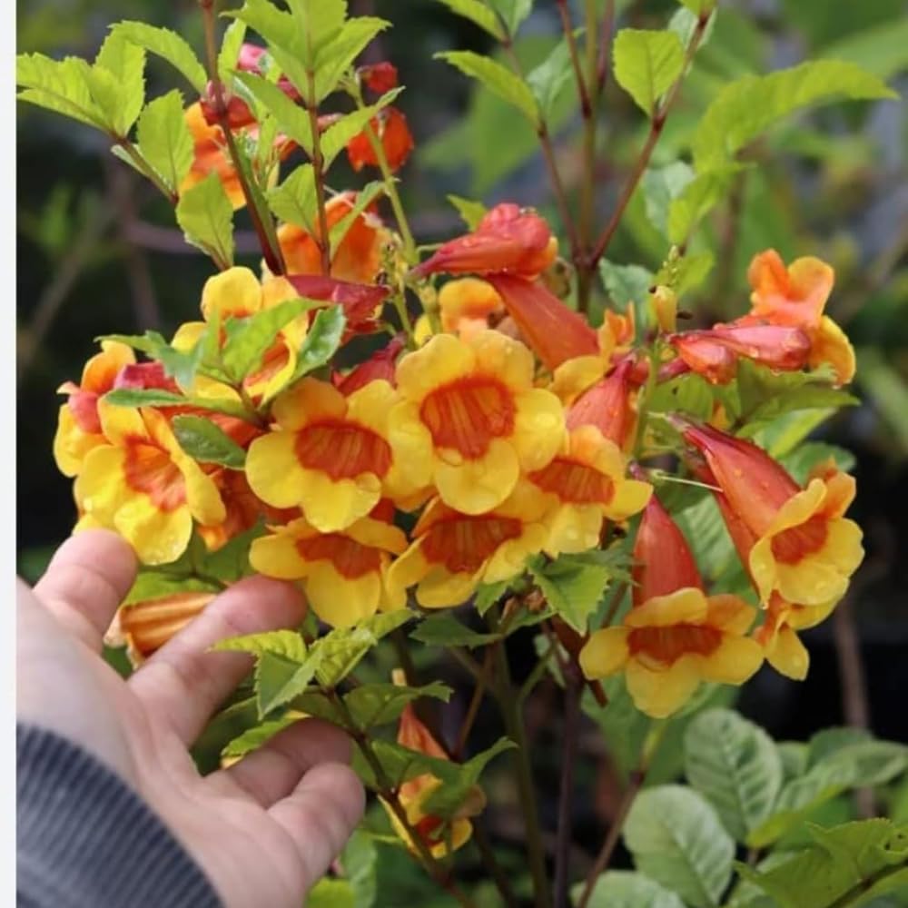 Bhajanlal Greenery New Tecoma Dwarf Bicolor Natural Live Indoor | Outdoor Plant Air Purifying Plant Indoor House Plants In Grower Pots (Pack of 1 Healthy Live Plant) (B0CZG2WQP7) Amazon Price History, Amazon Price Tracker