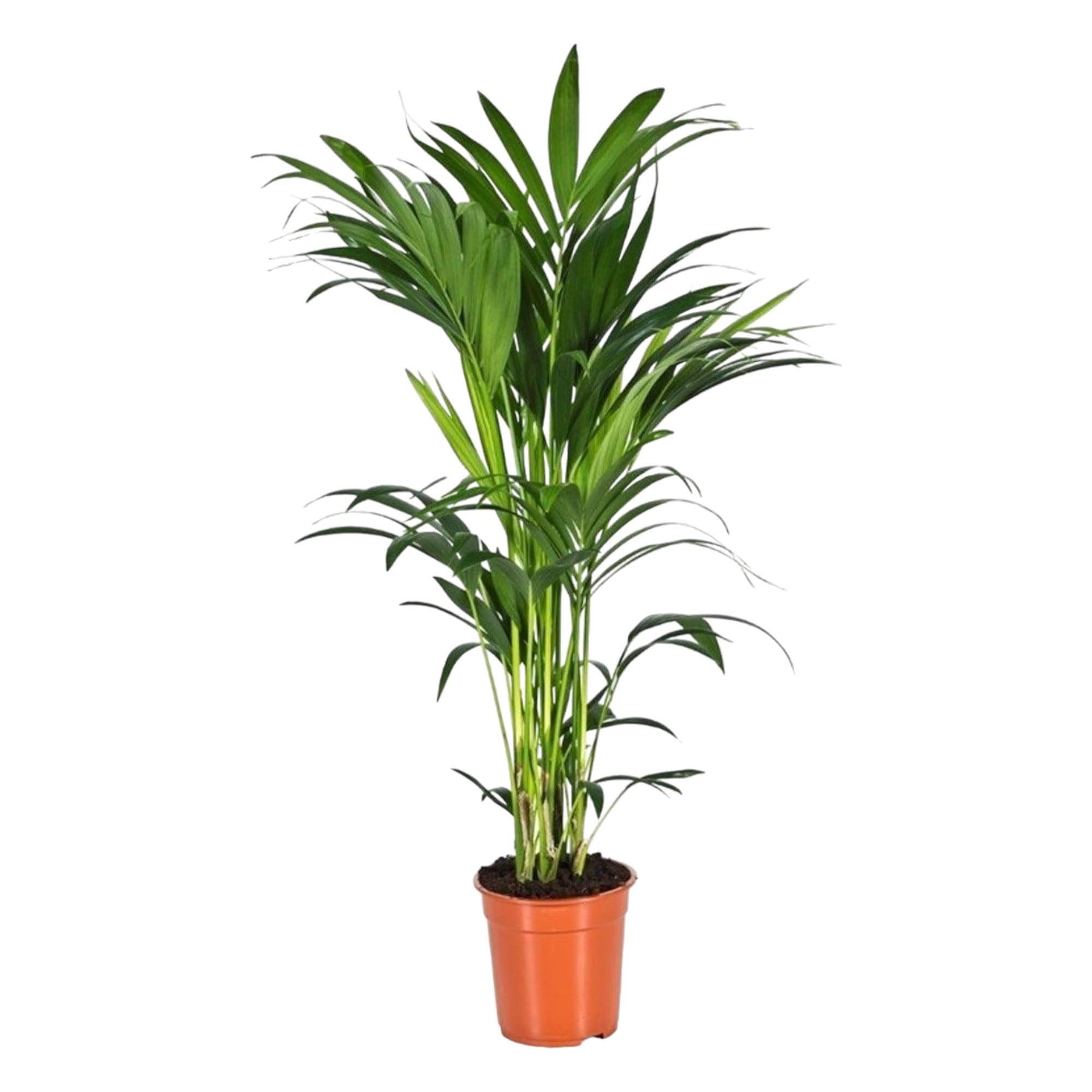 Trendyplants - palma Kentia - Howea Forsteriana - roślina pokojowa - wysokość 150-170 cm - wielkość doniczki Ø 21 cm