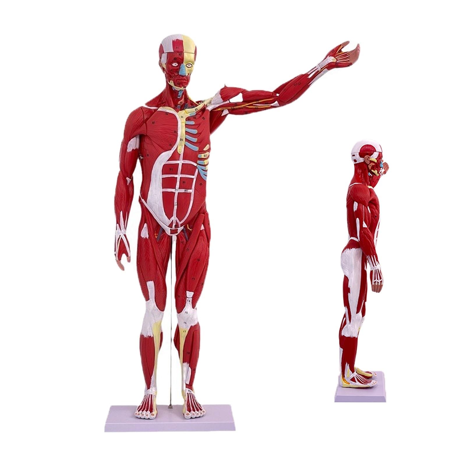 Torse humain de 80 cm AMITD idéal pour vos cours d'anatomie