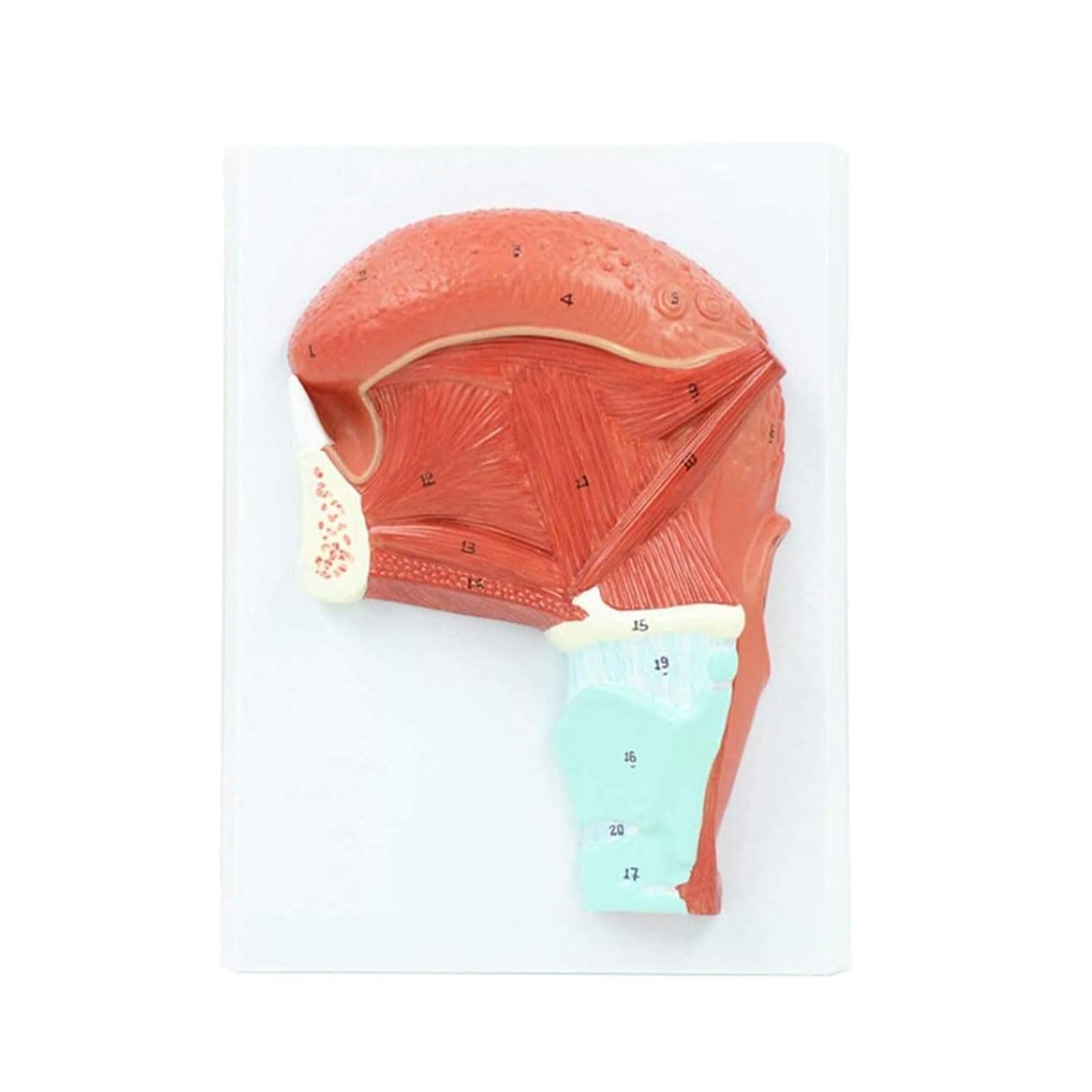 YNIYUJKL Organ Model Human Muscle Model Tongue Oral Muscle Anatomy Model Organ Anatomy Model With Digital Mark For Study, Display, Medical Teaching Anatomy Model