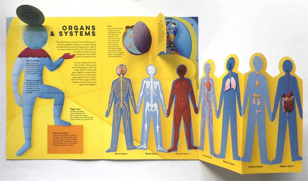 Templar Publishing: Human Body : A fact-packed novelty book with 40 flaps to lift!