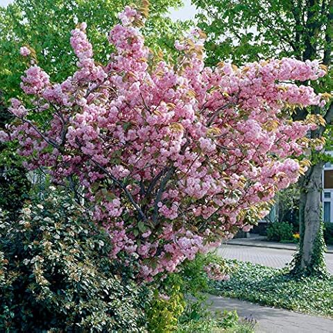 Primrose 1.2m Kanzan Cherry Blossom Tree Cover