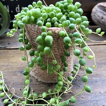 多肉寄せ植え♡グリーンネックレス 多肉植物 寄せ植え グリーンネックレス 贅沢ハート仕立て