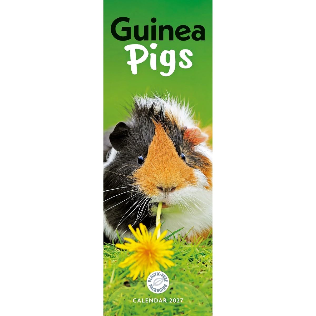 Guinea Pigs 2027 Slim Month To View Wall Calendar