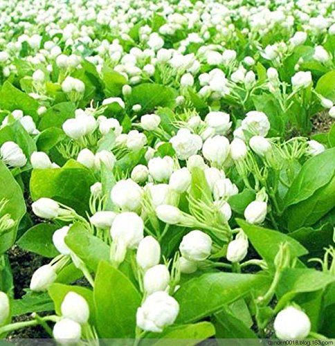 100 piezas Cinese Latte Veccia Astragalus Sinicus Viola Fiore Semi, Giardino Four Seasons Fiore Semina Facile