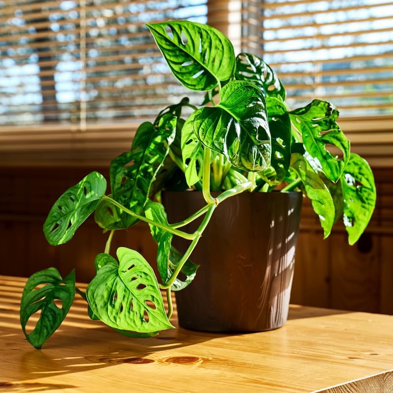 Live Monstera Adansonii Plant 4 Inch Pot, Swiss Cheese Plant Live, Monstera Plant Live, House Plant for Indoor Planting