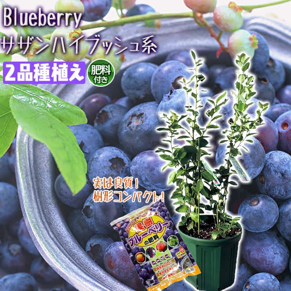 Amazon.co.jp: ブルーベリー 『 サザンハイブッシュ系 2品種植え 』 8