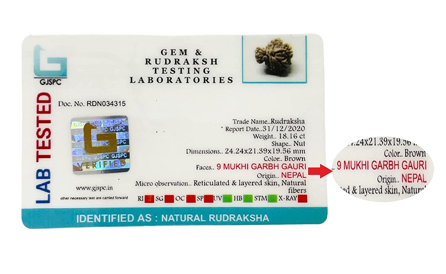 Saubhagya Global Garbh Gauri Rudraksha Lab Certified Siddha in Handmade Tassel, Indian Beads, Size 18-24mm, Color-Brown 1