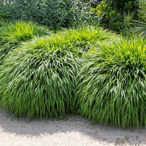 Hakonechloa macra | Japenese Forest | Low Maintenance Ornamental | 9cm