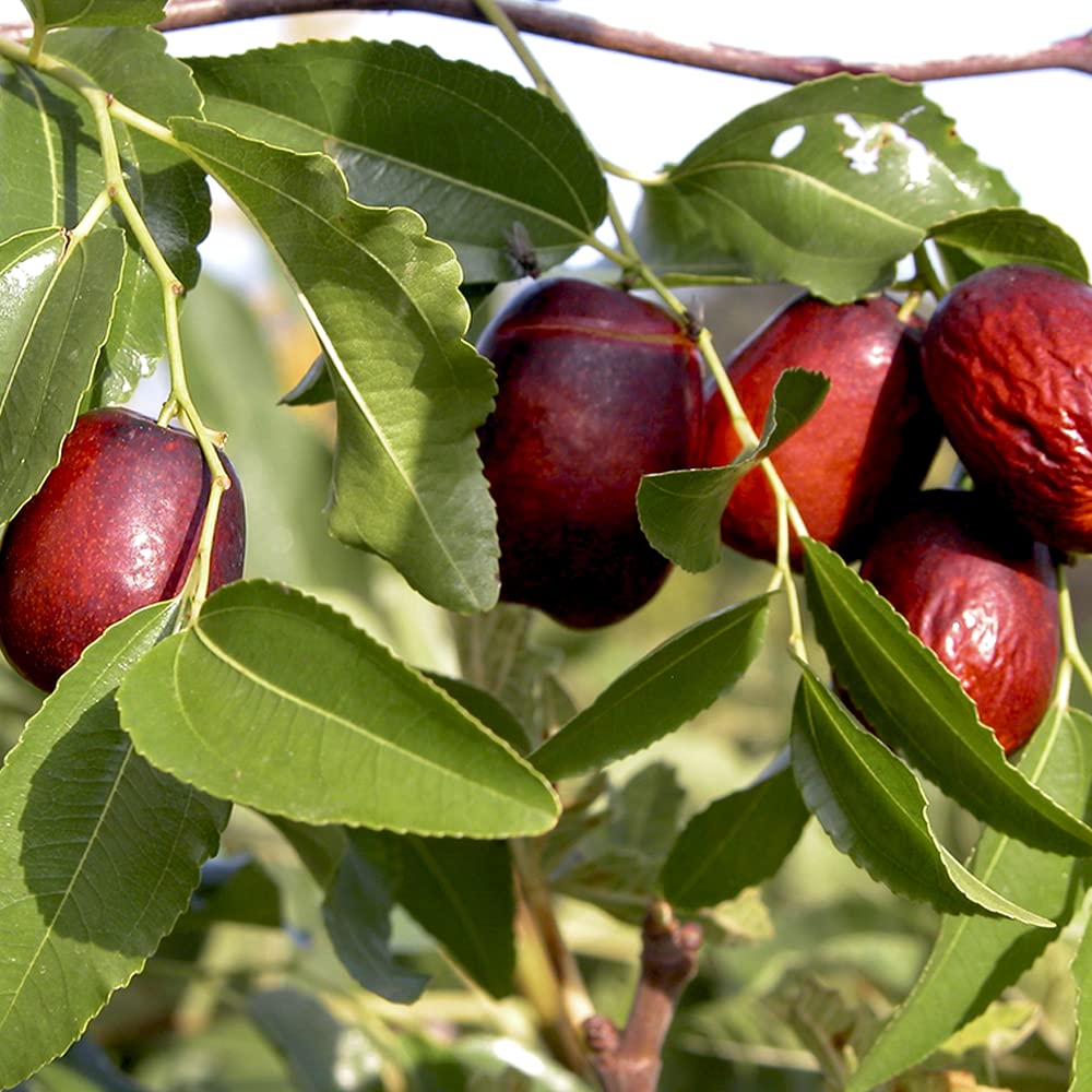 Apple - なつめ Amazon.co.jp: ナツメ 5～6号鉢【品種で選べる果樹苗/1個売り