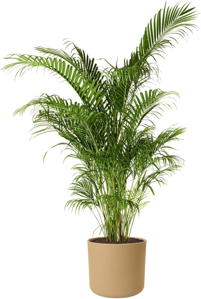 Elho B.for Soft Round 18 Indoor Plant Pot 100% Recycled Plastic Diameter 18.3 x H 16.8 cm Beige/Golden Sand