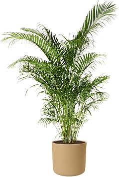 elho B.for Soft Round 14 - Flower Pot for Indoor Use - 100% Recycled Plastic - Diameter 13.8 x H 12.5 cm - Beige/Golden Sand