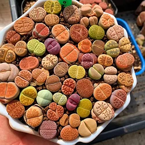 4Pcs Mixed Color Lithops Aucampiae Colorful Rooted Lithops Live Plants Succulent Mini Size Lithops Rare Lithops Meyeri Small Succulent Plants Live Cute Exotic Office Mini Potted Unique Gift. #TOP2