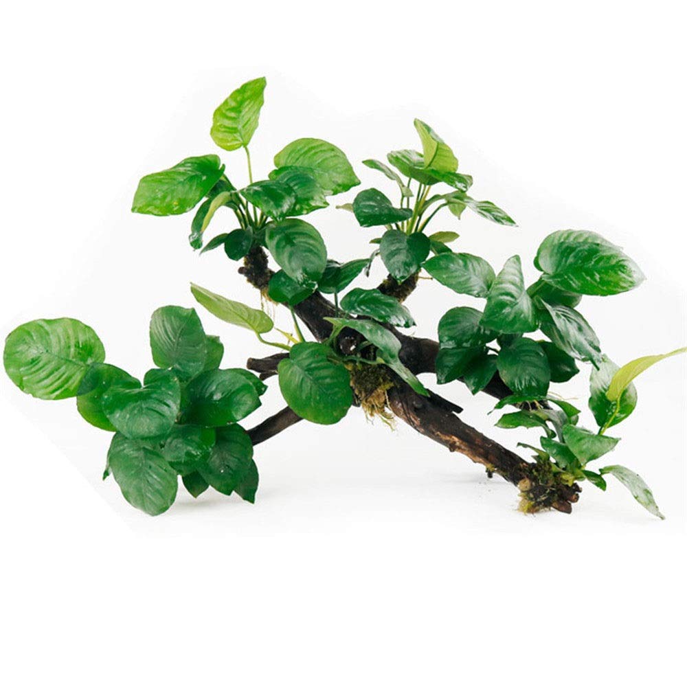 Decorazioni for acquari, Design Durevole Decorazione for acquariDecorazione Artificiale for Albero di quarium Verde Decorazione Popolare (Colore : C1, Dimensioni : Come Mostrato) (Color : C3)