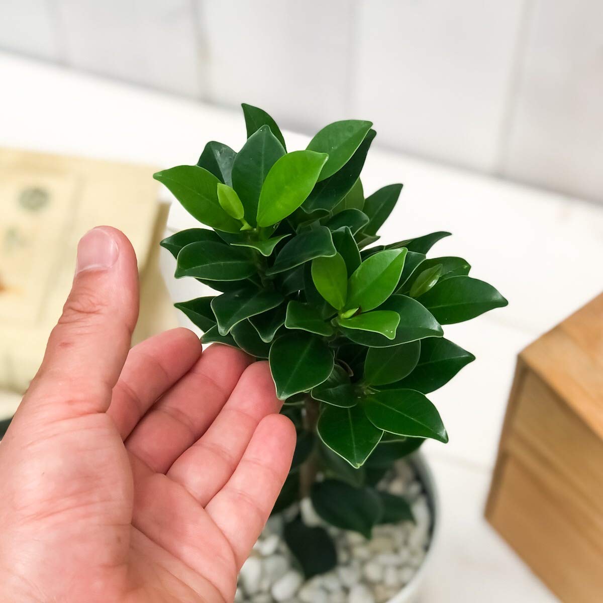 Amazon.co.jp: PLANCHU 観葉植物 ガジュマル ベビーリーフ 4号鉢