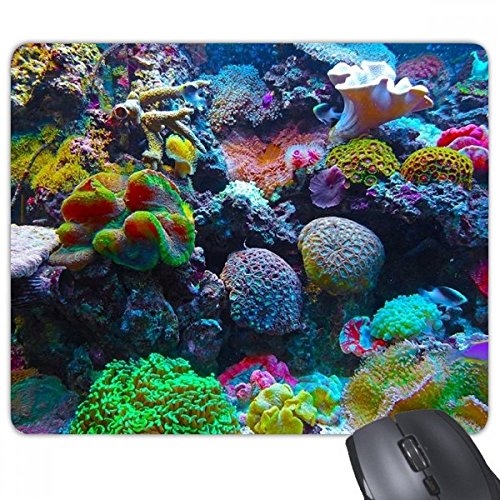 JtȎXC̉Ȋw͎R̎ʐ^ `̃mXbvSpbh̃Q[}EXpbhv[g