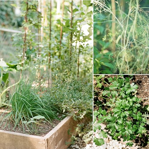 Image of Sereniseed Certified Organic Herb Seeds (20-Pack) - Non GMO, Heirloom - Seed Starting Video - Basil, Cilantro, Oregano, Thyme, Parsley, Lavender, Chives, Sage, Dill Seeds for Indoor & Outdoor Planting