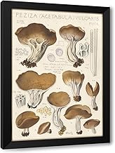 ArtDirect Peziza (acetabula) vulgaris (1915-1945) Custom Framed Art Print Giclee Print or Canvas Options with Various Sizes and Customization by Hans Walty