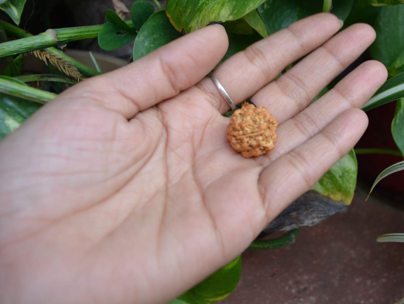 Echte Rudraksha Perlen 5 Mukhi - Original Rudraksha Samen Labor Zertifiziert