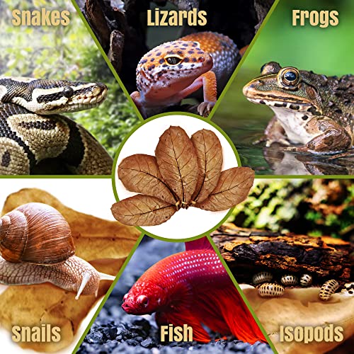 Image of SunGrow Leaf Litter for Snakes, 10 Pcs Medium Indian Almond Catappa Leaves Substrate Maintain Humidity in Corn Snake and Ball Python Terrarium, 4-7 Inches, Reptile Tank Decor Accessories