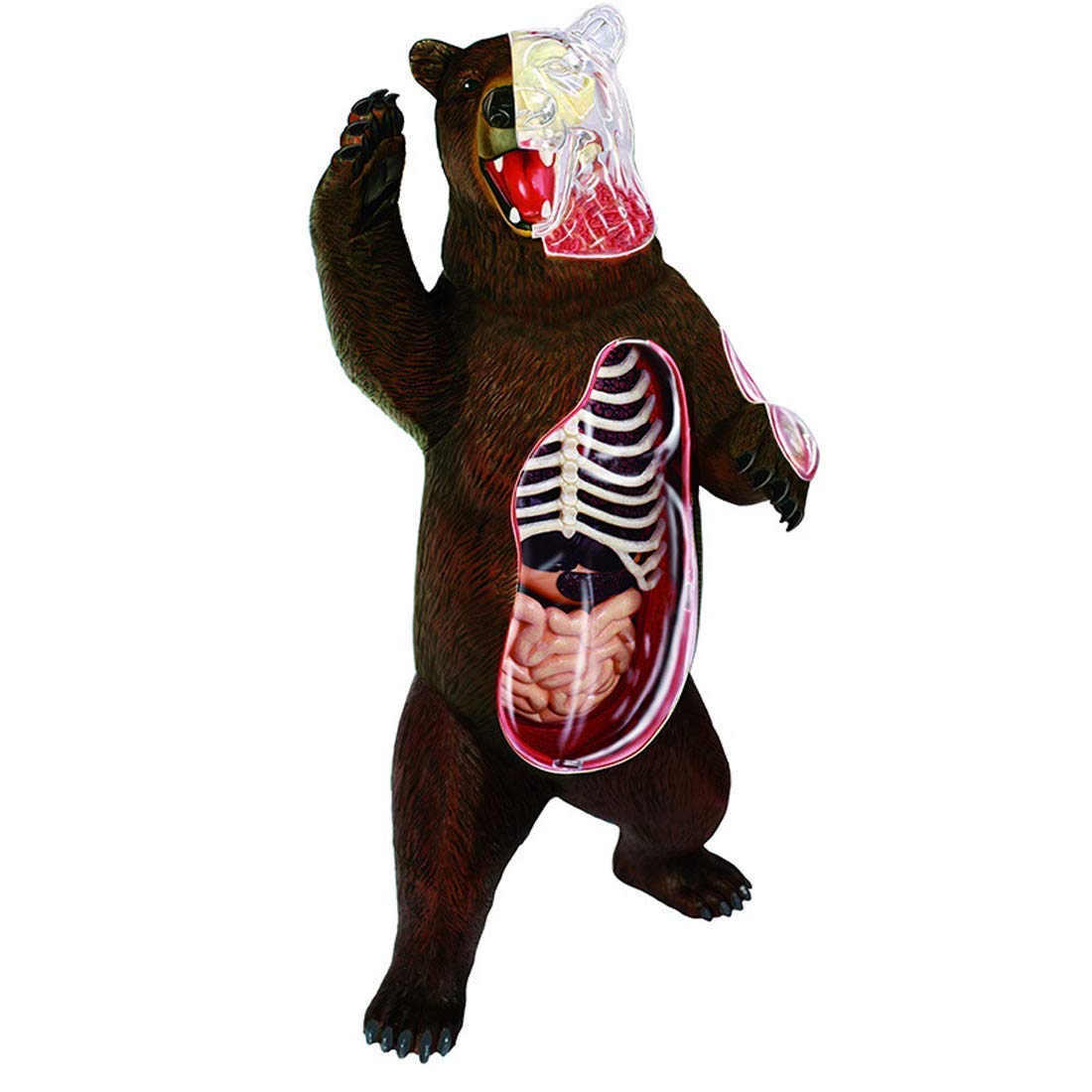 Zwierzę stworzenie czarny niedźwiedź anatomia narządów używany do nauczania model do szkoły, edukacja anatomia model nauczania