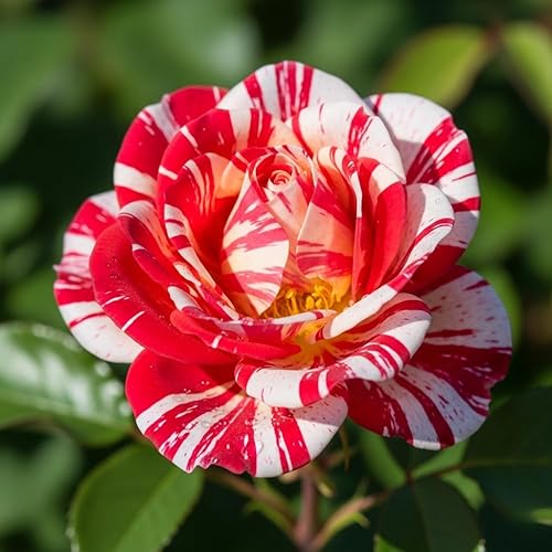 Miniatura 9 de Planta viva de rosa trepadora naranja amarilla roja, iniciador de 6 meses de edad, rosas trepadoras moradas fragantes para plantar al aire libre