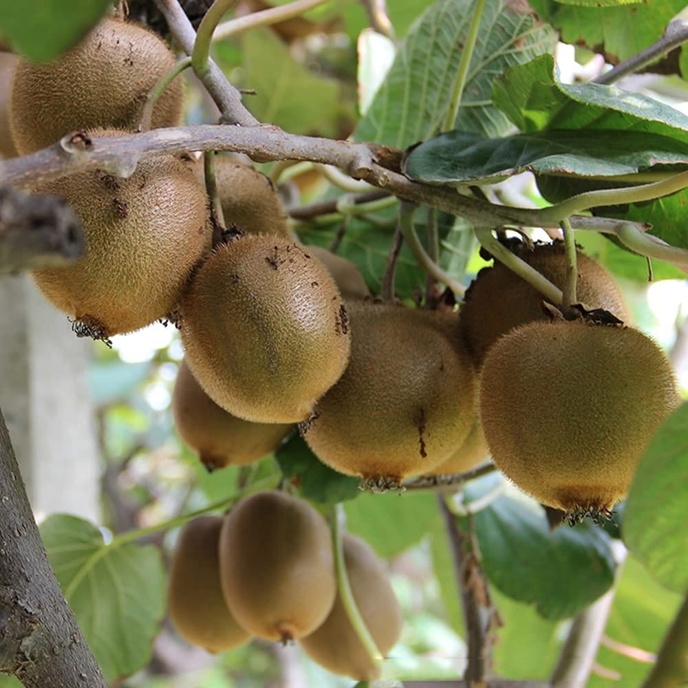 200pcs Graines de Kiwi Graines de Kiwi Graines d'arbres fruitiers vivaces sans OGM Pour la Plantation Convient aux débutants Facile à Planter et à cultiver