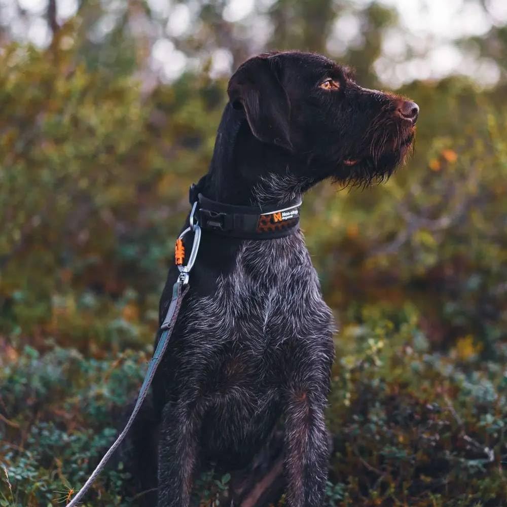 Non-stop dogwear Rock Collar Adjustable |3446| Verstellbares Funktionshalsband, Größe:L, für große Hunde, Schwarz / Orange, Nylon oder Leder
