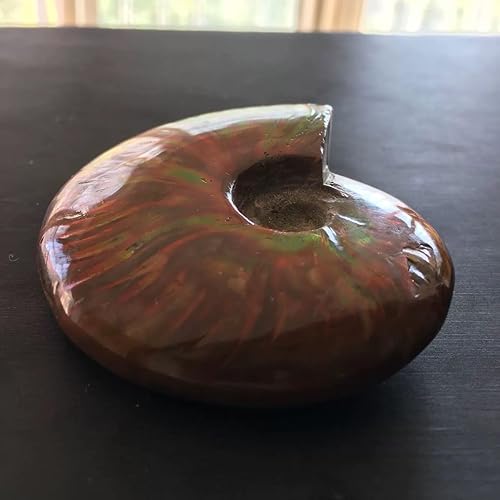 Miniatura 7 de Caracola de amonita arcoíris Cleoniceras Iridesce Amonita Fósiles de amolita fósiles de Madagascar Fidelity Color Natural Piedra preciosa para