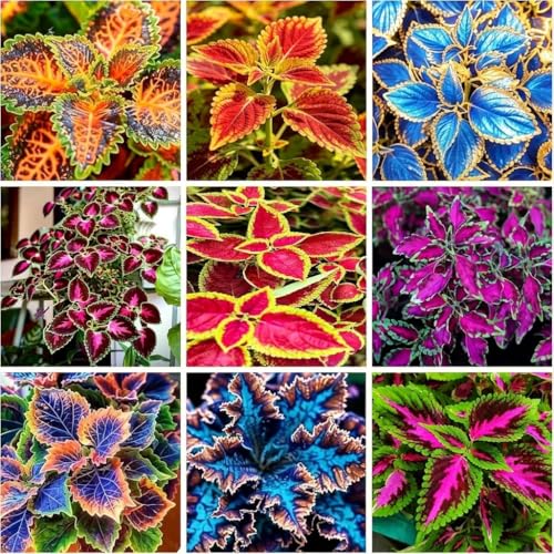 100+ Coleus Seeds for Planting – Mixed Color Painted Nettle,